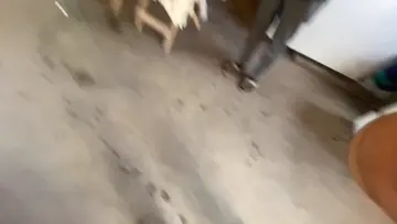 pachita de los primos 