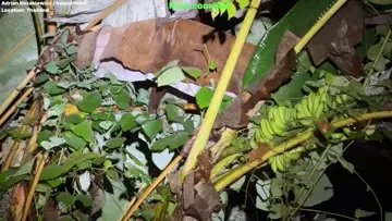Rare Pokemon