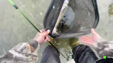 Wild coho , nice size !