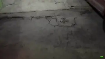 perro
