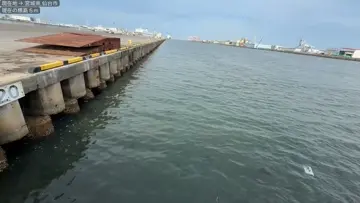 仙台港で釣れたシリヤケイカ