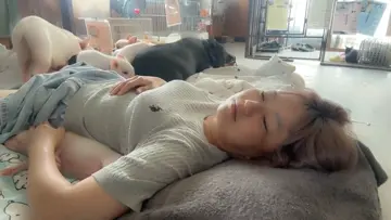 ペット