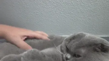 poor cat 