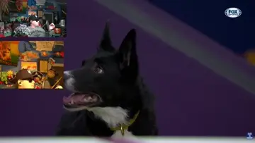 dogs are great !