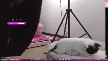 Momento SPACEGRL Gatuna 🐈🤳