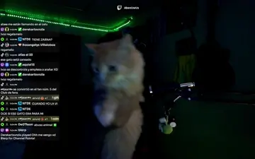 el gato XD