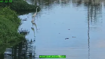 Crocodile done deee
