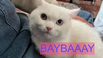Bay bay