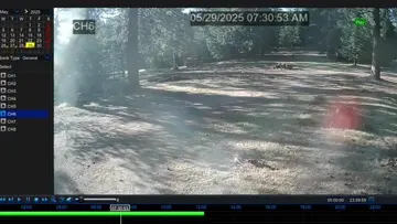 Second Tree Down