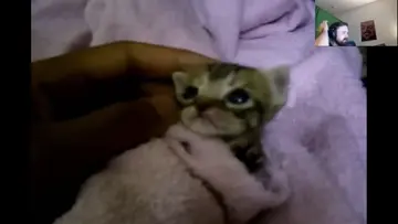 kedisi
