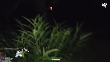 Runnnnnnn!!!!jaguar