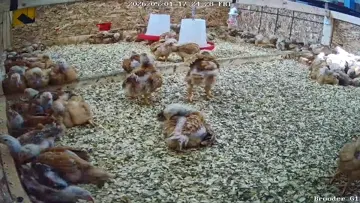 Dinosaurs