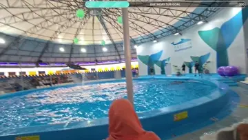 Dolphin show
