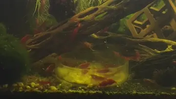 🦐🦐🦐🦐🦐