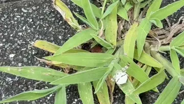 アズチグモの正体
