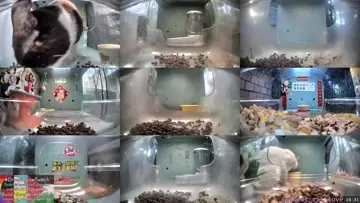 Cute calico in the upper left corner - candy 💜