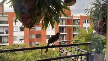 new pet
