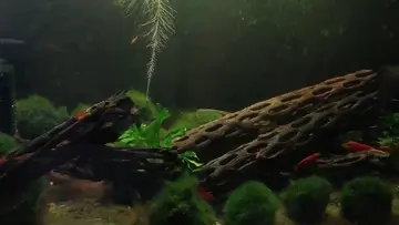 shrimp babys week 3 update