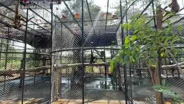 Thailand Monkey SIREN OFF 🚨