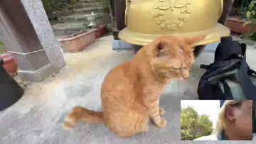 猫に噛まれる瞬間映像２