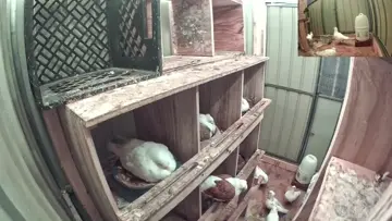 Feeding the babies!