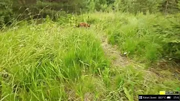 kanjat kasvaapi