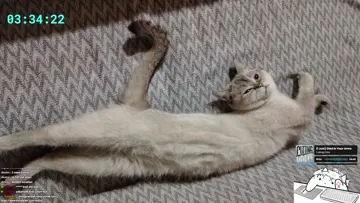 acihisar dono