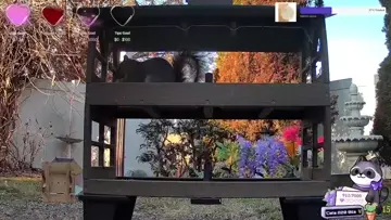 Squirrel vs camera
