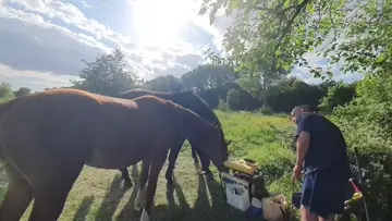 paarden komen de boel roven