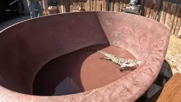 Sal Comiendo Pollitos