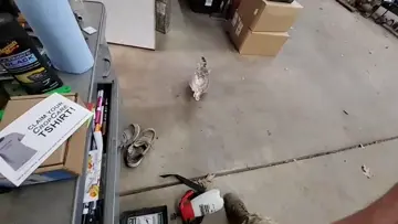 pet me PLEASE