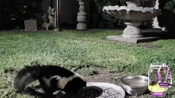 skunk