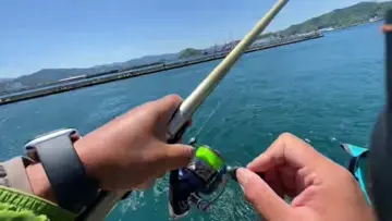 マダイ