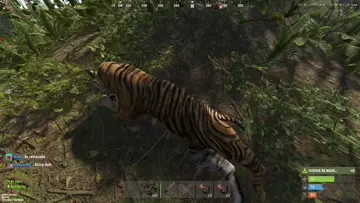 Doble kill de la pantera