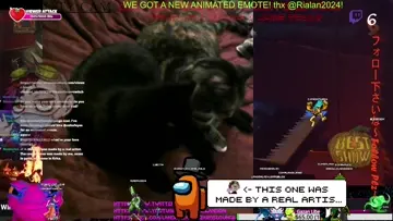 cat on cat action