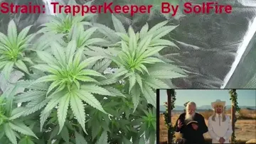 weed