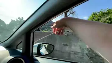 Hitchhiking Moth
