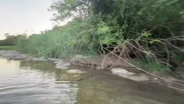 Liesels great fall