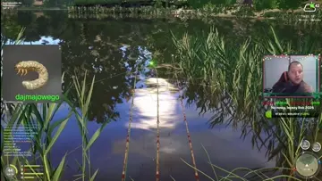 Tygyrs Król kick