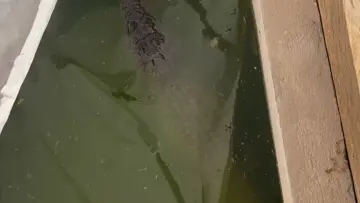 Chimuelo Comiendo Cordero