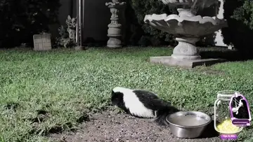 skunk