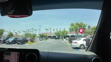 Dog abuse