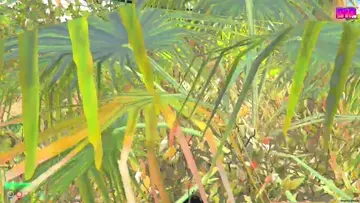 ???
