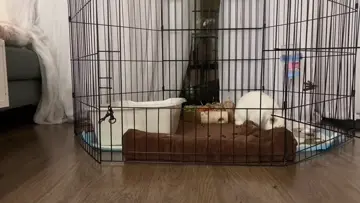 Bunny zoomies