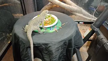 Iggy vest