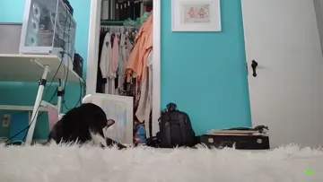 Cat chilling