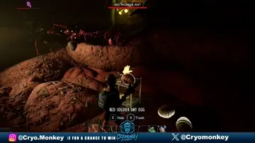 Stealing Ant-babies!