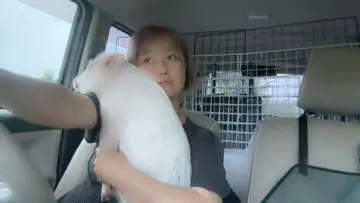 ちょんちょん大好き