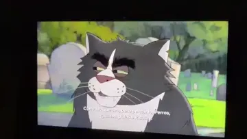 gatos