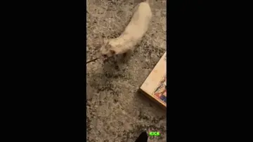 ferret roll